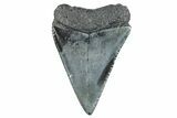 Fossil Great White Shark Tooth - South Carolina #273864-1